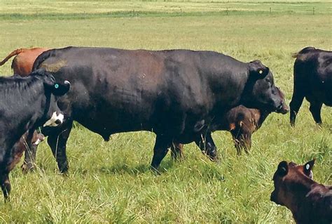 How Many Times Does A Bull Mate With Cow All About Cow Photos