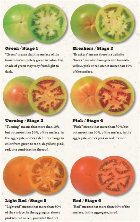 How To Ripen Tomatoes After Picking Empress Of Dirt