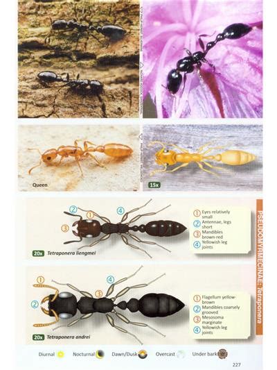Ants Of Southern Africa The Ant Book For All By Slingsby P