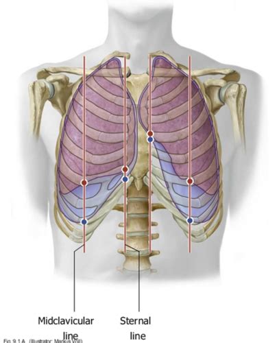I had sudden chest pain in the middle of the night a few days ago but not again since. Lungs Behind Ribs - Ribs Lungs High Res Stock Images Shutterstock - The lungs end close to the ...