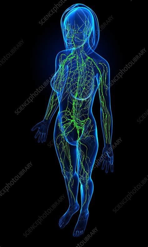 Female Lymphatic System Artwork Stock Image F0061860 Science