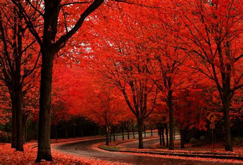 Beautiful Red Fall Memolition