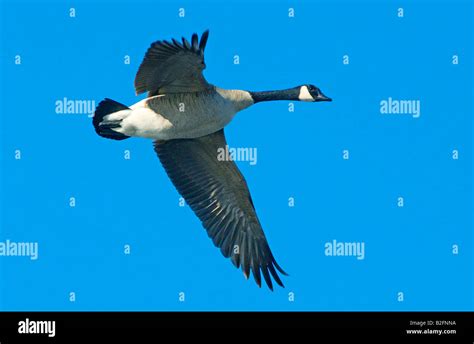 Canada Goose Gliding Hi Res Stock Photography And Images Alamy
