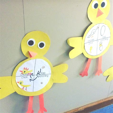 Life Cycle Of A Chicken Craft