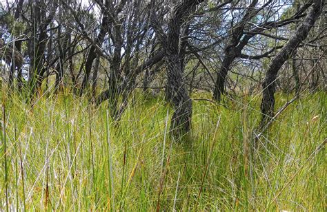 Grass types differ in their ability to stand up to temperatures, their tolerance for traffic, susceptibility to disease, and more. Grass tree | Australian native plants | NSW National Parks