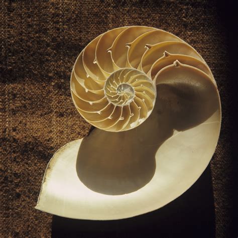 Nautilus Shell Mit Libraries