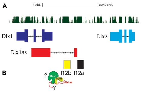 Frontiers Chromatin Based Epigenetics Of Adult Subventricular Zone