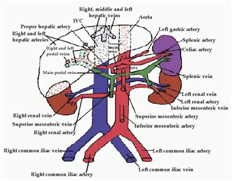 Abdominal Vasculature Anatomy Anatomy Book