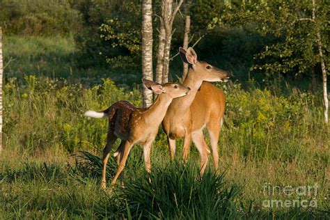 white tailed doe and fawn photograph by linda freshwaters arndt fine art america