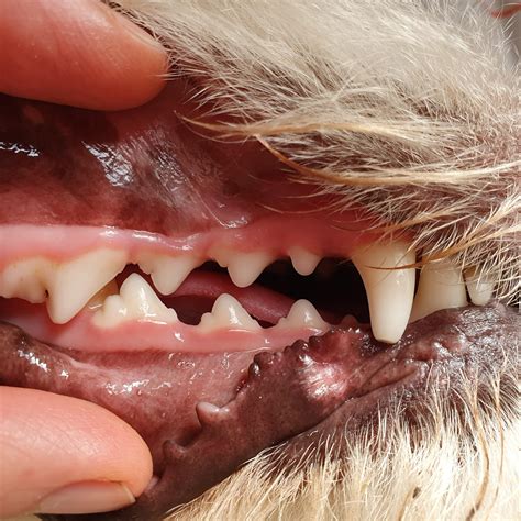 Lets Talk About Teeth Dental Disease Bentons Road Vet