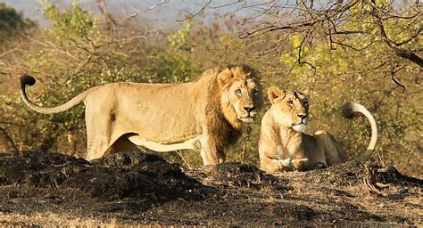 What Are The Differences Between Asiatic Lions And African Lions