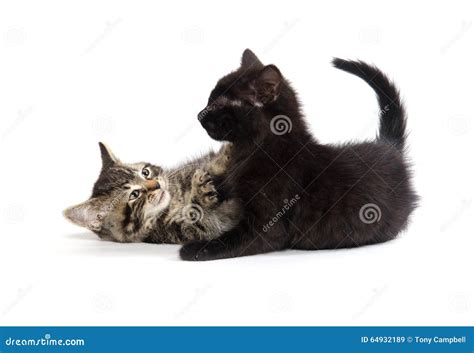 Two Cute Kittens Playing Stock Image Image Of Baby White 64932189