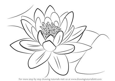 Step By Step How To Draw A Water Lily