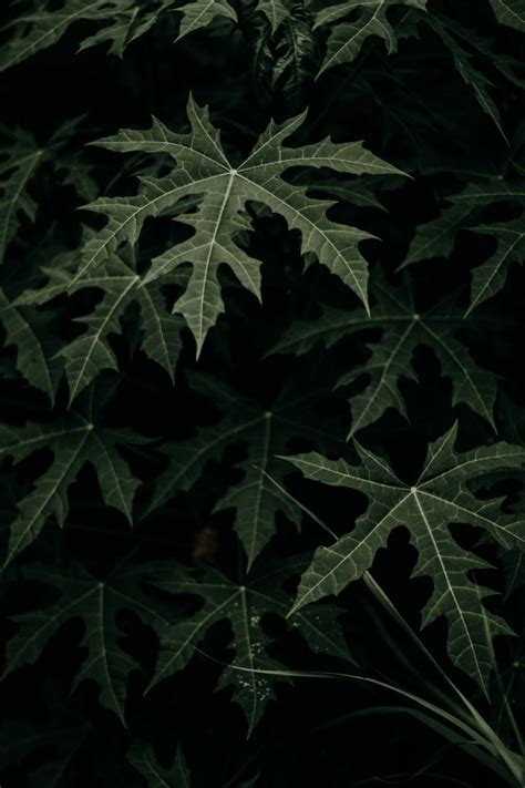 Forest Green Serenity Plant Leaves Plants Photography Night