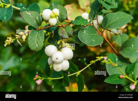 Common Snowberry Symphoricarpos Albus Plant With White Berries