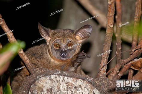Senegal Bushbaby Galago Senegalensis Stock Photo Picture And Rights
