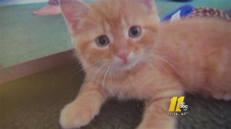 Cat In For Rabies Shot Accidentally Euthanized