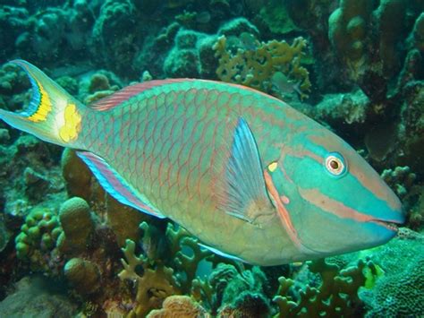 Study Predicts When Reefs Die Parrotfish Thrive Science Environment