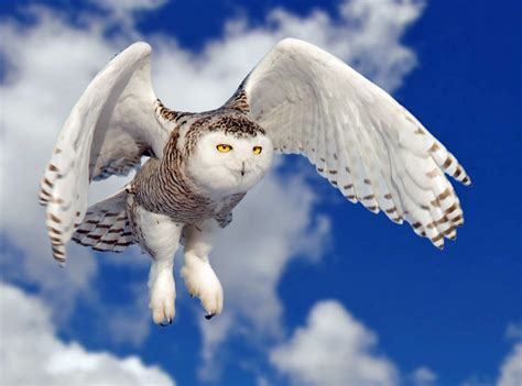 Snowy Owls Heroes Amid The Runways Community Blogs