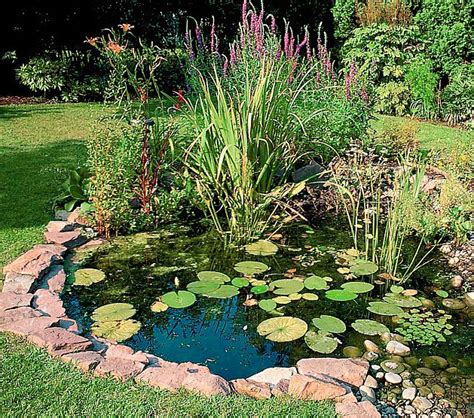 Miniature waterlily (nymphaea pygmaea helvola) lesser spearwort (ranunculus flammula) Oxygenating Pond Plants For Small Ponds | Pool Design Ideas