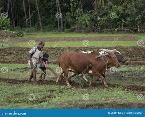 Man Ploughing A Field With Two Bullocks Editorial Photo Image Of