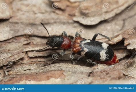 Escarabajo Hormiga Hembra Thanasimus Formicarius Puesta De Huevos En Madera De Pino Foto De