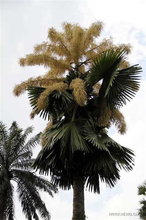 Palm Trees Bloom At Singapore Botanic Gardens Cn