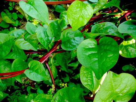 Red Malabar Summer Spinach 1 G Southern Exposure Seed Exchange