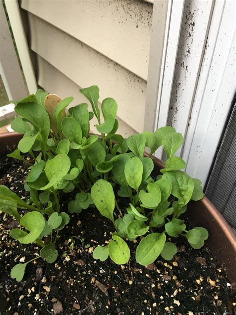 First Time Ever Growing Arugula From Seeds These Little Babies Grow