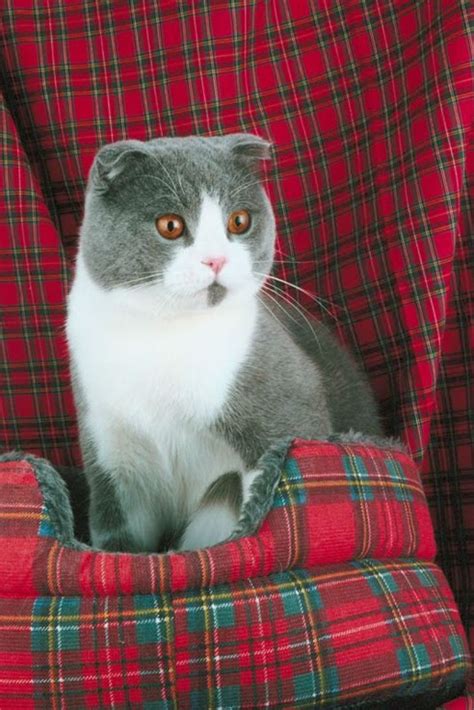 Breed Review Scottish Fold Cat Argos Pet Insurance