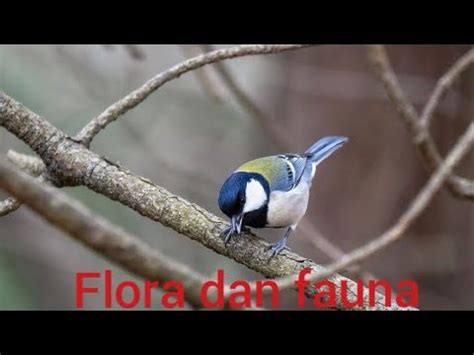 Pengertian menggambar sebelum menuju materi utama dari menggambar flora, fauna, dan alam benda, tentunya kita harus memahami terlebih dahulu pengertian dari menggambar itu. #KekuasaanAllah . Salah satu keindahan alam flora dan ...