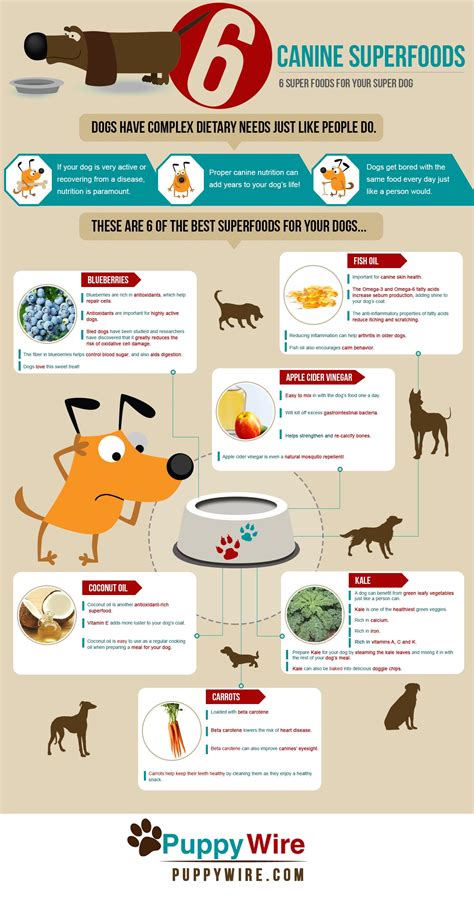 How often should puppies eat? Superfoods for Dogs: Top 6 for Your Super Dog