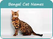 Blue eyed female cat names. Bengal Cat Names, Cat Names of Bengal Breed, Page 1