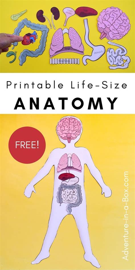 In this lesson homeschool and lower. Free Printable Life-Size Organs for Studying Human Body ...