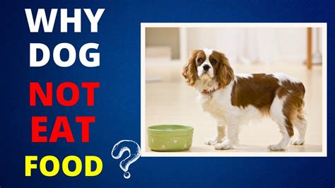 Dog Not Eating Food The Extremely Helpful Guide Youtube