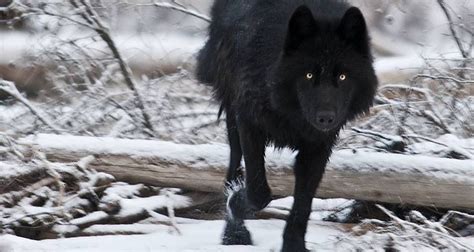 Wolf Wallpaper Black Black Wolf Wallpapers Wallpaper Cave We Have