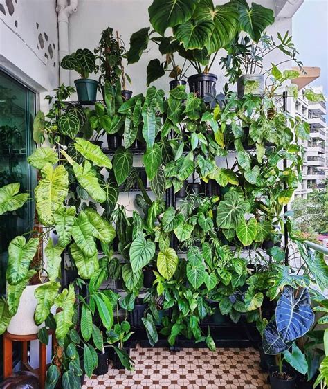 Hello Plant Lover On Instagram Balcony View 💚🌿🪴 Image By