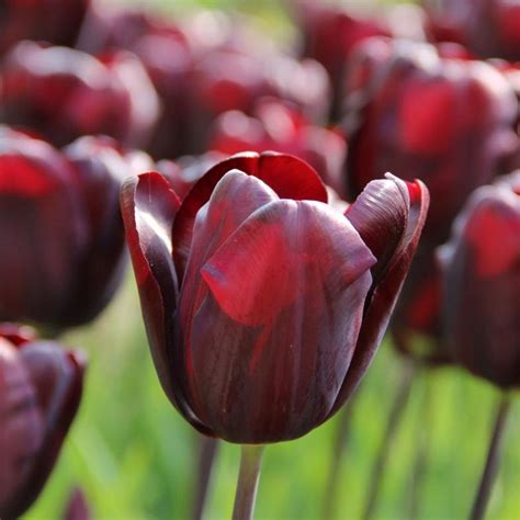 Tulipa Continental Buy Plants At Coolplants