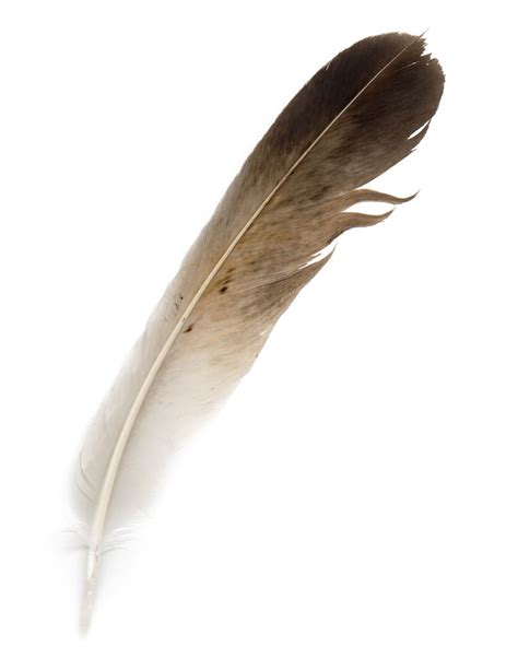 Bird Feather Clipart Large Size Png Image Pikpng