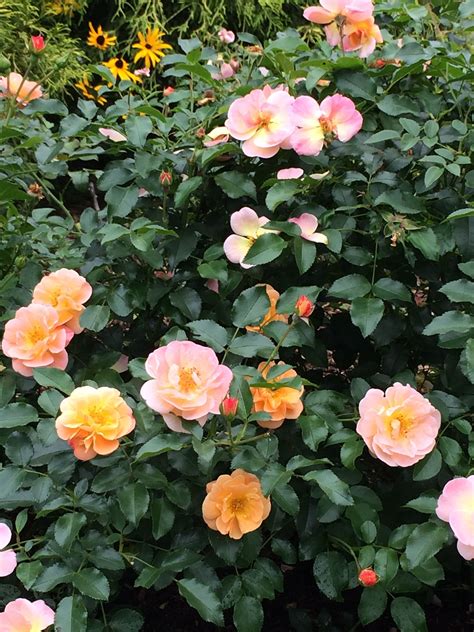 Flower Carpet Amber Roses Blooming In September In New England Garden
