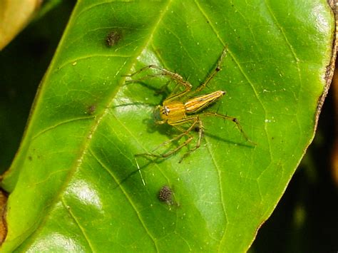 Last updated on mon, 03 sep 2018 | insects. Problems associated with pesticides - IPM info