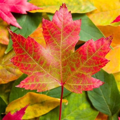 Pin By Kathy Mccartney On Home Leaves Maple Leaf Red Oak Leaf