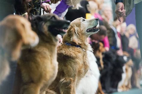The westminster dog show takes place on sunday, february 9, monday, february 10 and tuesday, february 11, 2020. The Newest Breeds at the Westminster Dog Show | Reader's ...