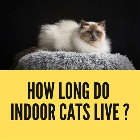 How Long Do Indoor Cats Live On Average Birman Cats Guide