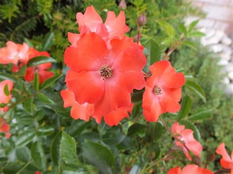 Flower Carpet Rose Sunset Buy Online Ashwood Nurseries