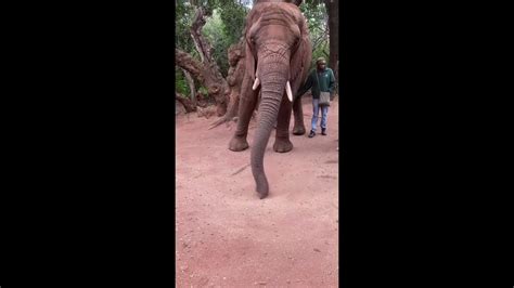 Elefanti Elefantes Elephants Youtube