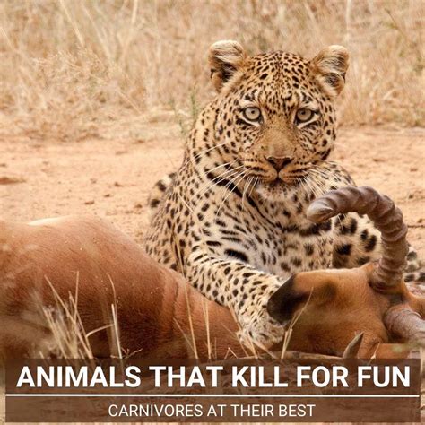 Deadly Delights Animals That Kill For Fun Surplus Killing