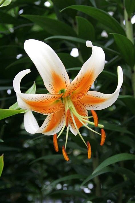 Salmon Star Spectacular New Oriental Lily That Lives Up To Its Name