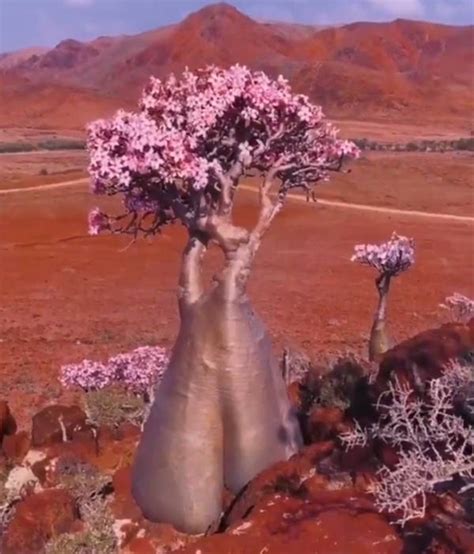 带你去看神奇的世界 南美瓶子树 必经地旅游网