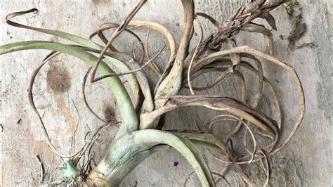 How do you save a dying yucca plant? How to save a dying Tillandsia? - YouTube
